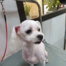 솔이펫