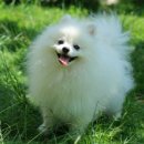 우아한강아지 이미지