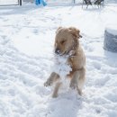 38.5DOG 네이버블로그