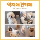 약지애견카페 이미지