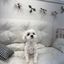 말티와 꼬꼬 이미지