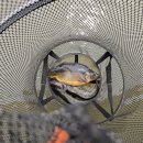 대명낚시터 | 수도권에서 대물향어, 메기, 철갑상어, 장어까지! 낚시 천국 발견 🎣