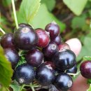 블랙커런트와 아로니아 이미지