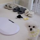 시크펫 그루밍 이미지