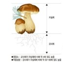 의료법인매그너스의료재단 암스트롱요양병원 | [책소개 저자 손의섭 보건학자] 간을 보호하고 암을 이기는 버섯균사체 [암 환우를 위한 권장도서]