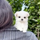 창원강아지분양 헬스독 애견입양 말티푸들포메라니안미니비숑 이미지