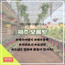 율마로-R | [제주 표선근처 가볼만한곳] 동쪽 힐링코스, 제주도 보롬왓카페 다녀온후기-렌트 인 제주