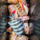 GS 25 전남고흥점 | [겨울 배낚시] 전남 고흥, 거문도 돌돔 낚시: '덜덜이'의 전율을 느끼다 (ft. 스페셜드림호)