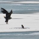 오리사냥 이미지