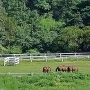 마곡목장 이미지