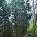 두평리 | 영산기맥 2일째(양고살재~암치재)22.37km