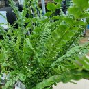 일중농장 이미지