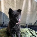 진도호시 이미지