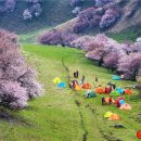 Dreamy apricot blossom in Ili, Xinjiang (환상적인 살구나무 만발한 일리, 신장) 이미지