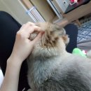 현풍동물병원 이미지