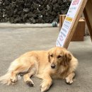 해송목장 이미지