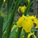 술을 알면 세상이 즐겁다 | 산중잡곡(山中雜曲) 49수 : 김득연(金得硏 1555~1637)