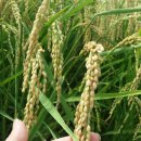 이삭 RPC 이미지