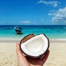 코코넛19 이미지