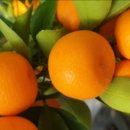 유주농장 이미지