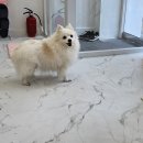 이쁜멍멍 이미지