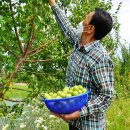 왕매실마을 이미지