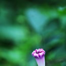 닭발돼지요 이미지