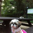 메리랑 메롱이네 이미지