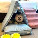 애견호텔 나무야 | 애견동반 가능한 강릉 세인트존스호텔 애견수영장 버블파티 내돈내산 솔직후기