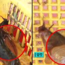 대동추어탕 - 밀양시 상남로 1187-15 | 대동추어탕