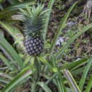 파인애플 이미지