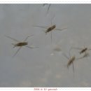 보성강6 이미지