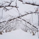 사랑방농원 이미지