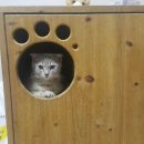 오아투