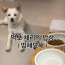 멍해묘해 | 내돈내산 멍해묘해 강아지 / 고양이 높은 원목 밥그릇 (중형견 추천)