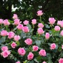 곡성 기차마을 애견동반펜션 이미지