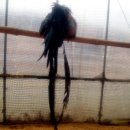 문영식 농장 이미지