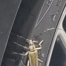 장수셀프주유소 이미지