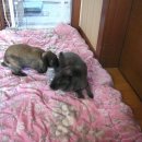 장우진동물병원 이미지