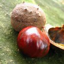 마로니에 이미지