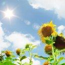 바르실래 이미지