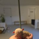 장군켄넬 이미지