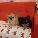 애견미용실 일호 이미지