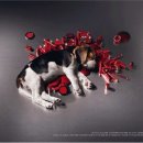 핫도그애견샵 이미지