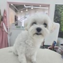 방긋웃개 이미지