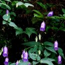 금강초롱 이미지