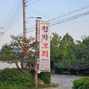 청와오리 이미지