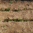 중년과새싹 이미지