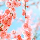 영정농장 | 충청도 매화명소