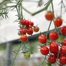 임실레드팜영농조합법인 이미지